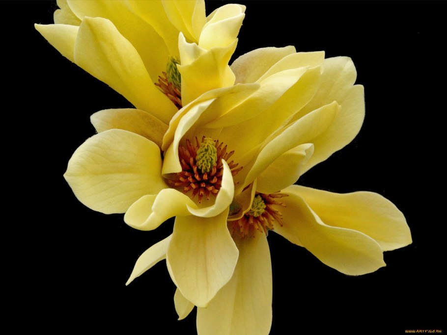 Жёлтая Магнолия Ляна Зелинская