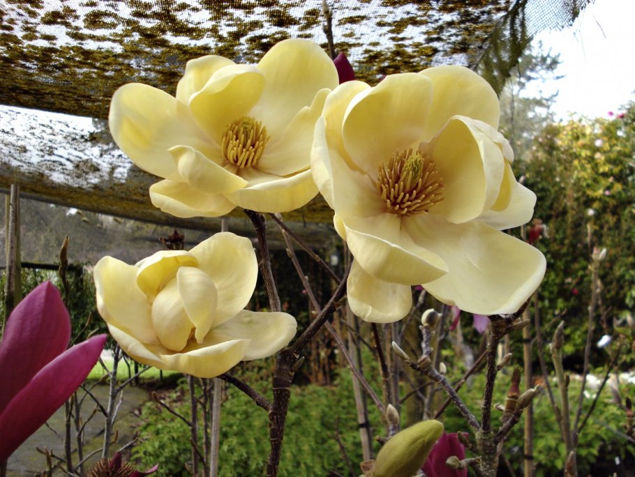 Магнолия Листопадная