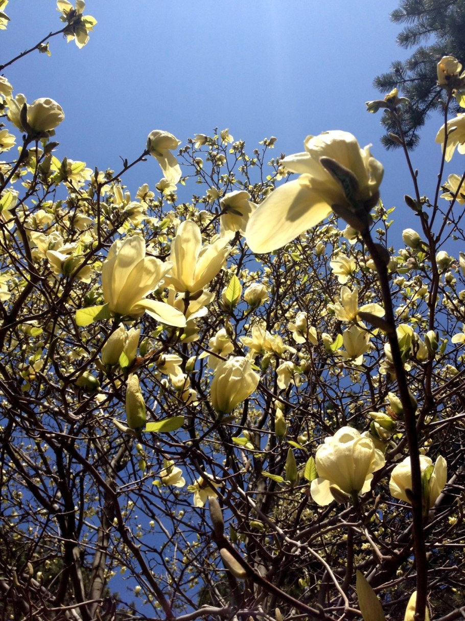 Magnolia Brooklynensis Yellow Bird