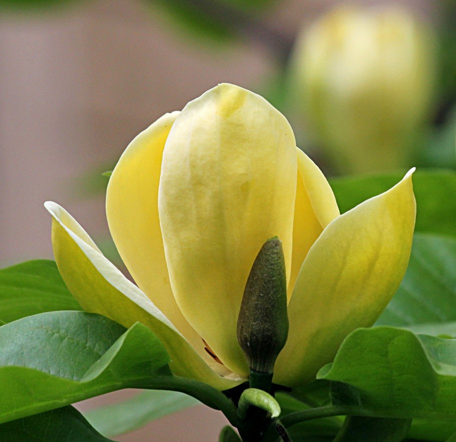 Магнолия Еллоу Ривер