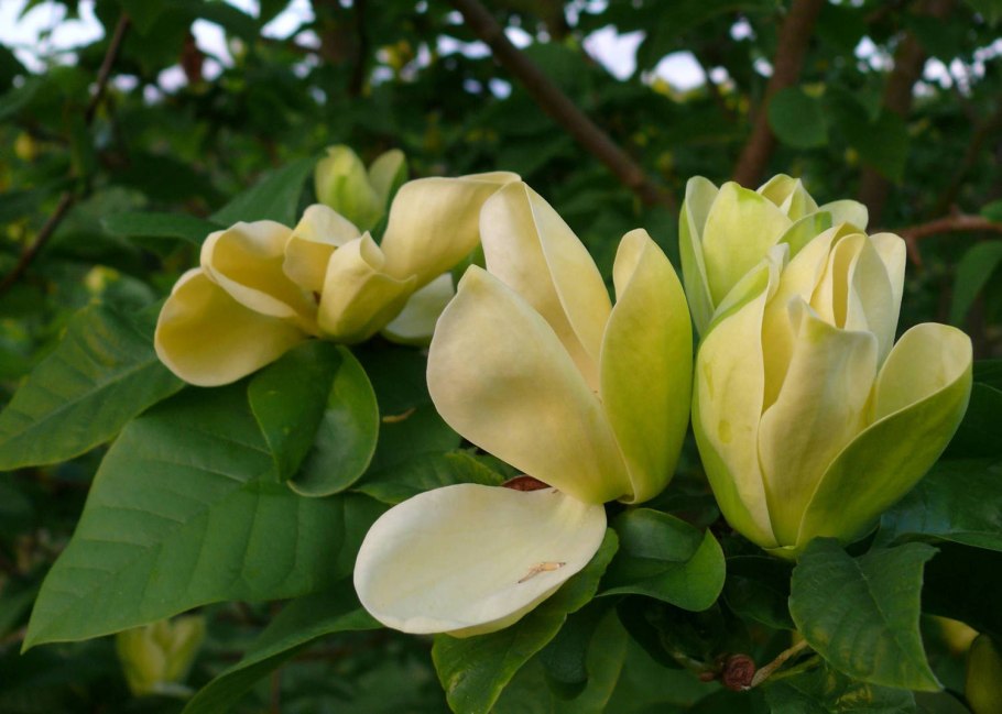 Магнолия Суланжа желтая