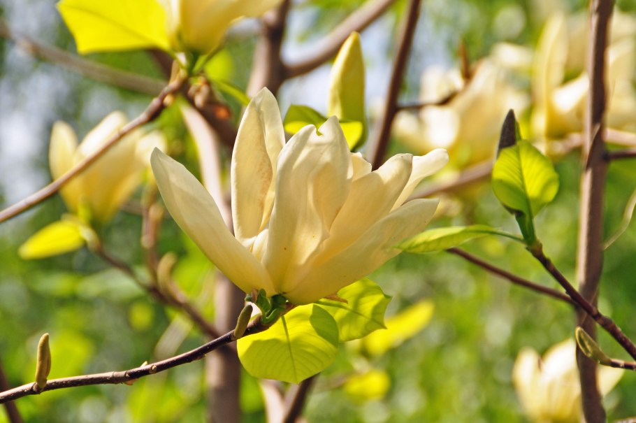 Магнолия Суланжа желтая