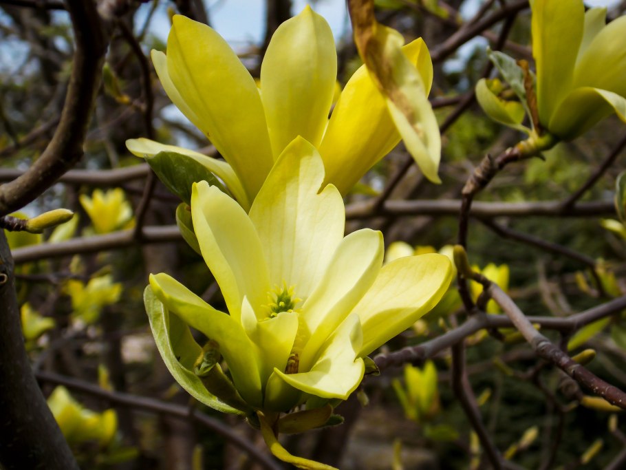 Магнолия Санрайз