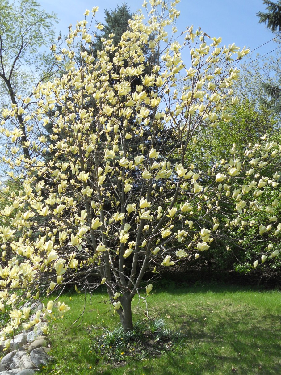 Магнолия Элизабет