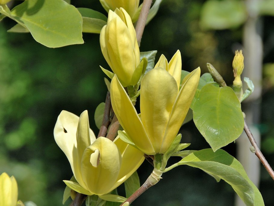 Магнолия Sensation