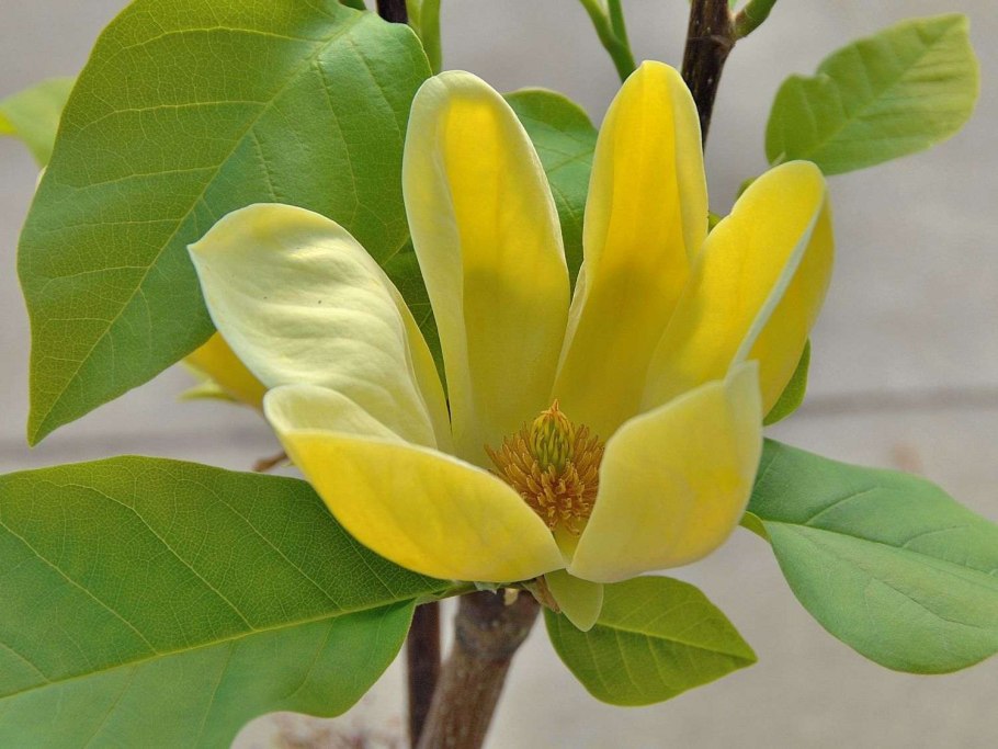 Магнолия Йеллоу