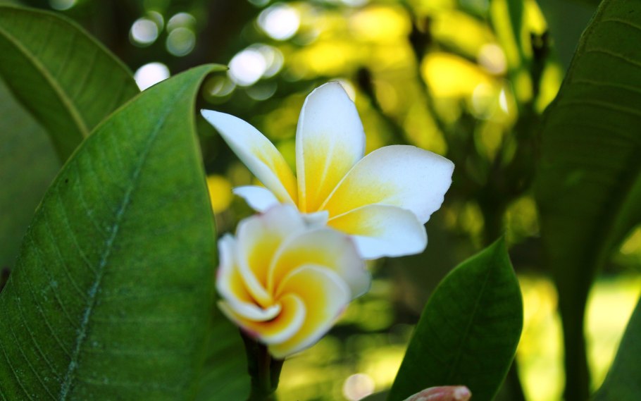 Магнолия заострённая (Magnolia acuminata)