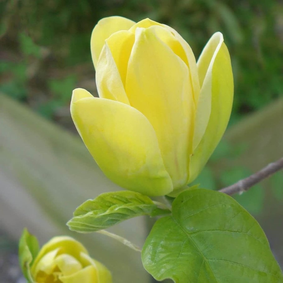 Абинск Магнолия дерево кремово желтое