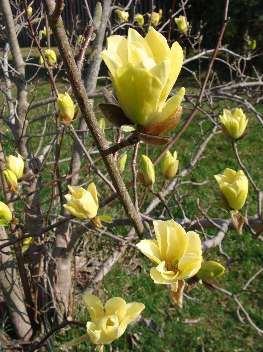 Магнолия Еллоу Берд