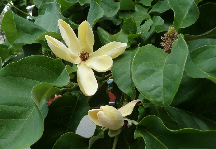 Магнолия Баттерфляй