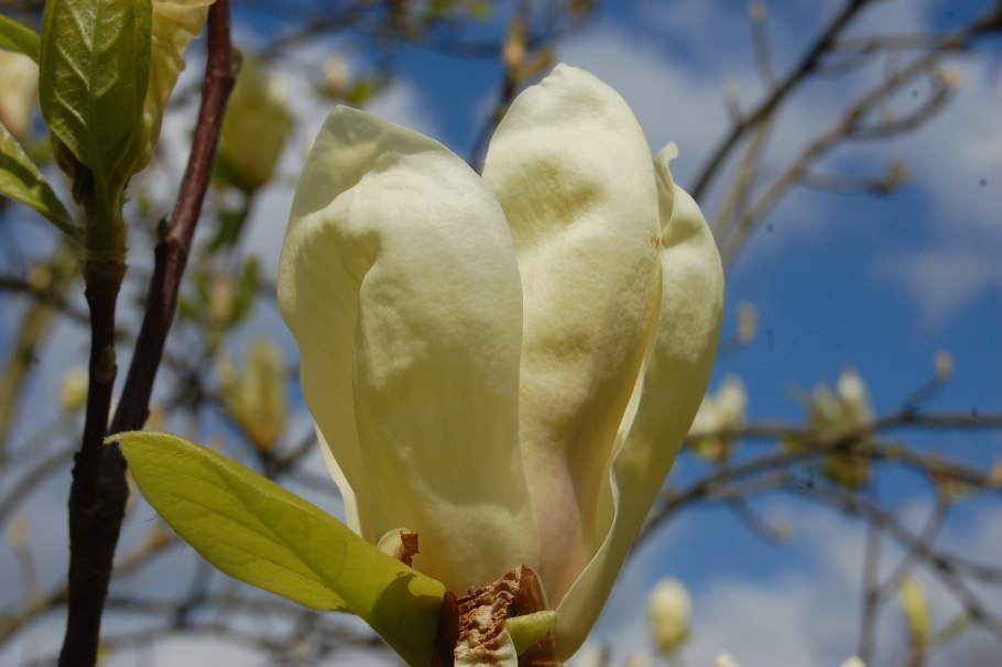 Магнолия длиннозаострённая (Magnolia acuminata l.)