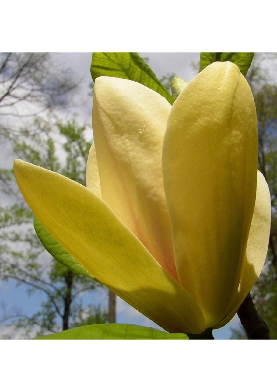 Магнолия трехлистная