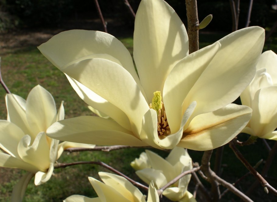 Магнолия Бруклинская Йеллоу бёрд