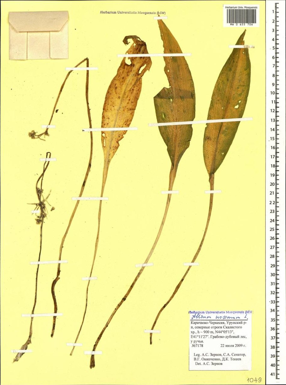 Черемша схема посадки