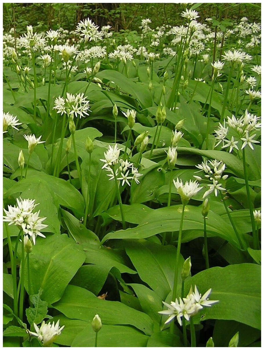 Аллиум урсинум