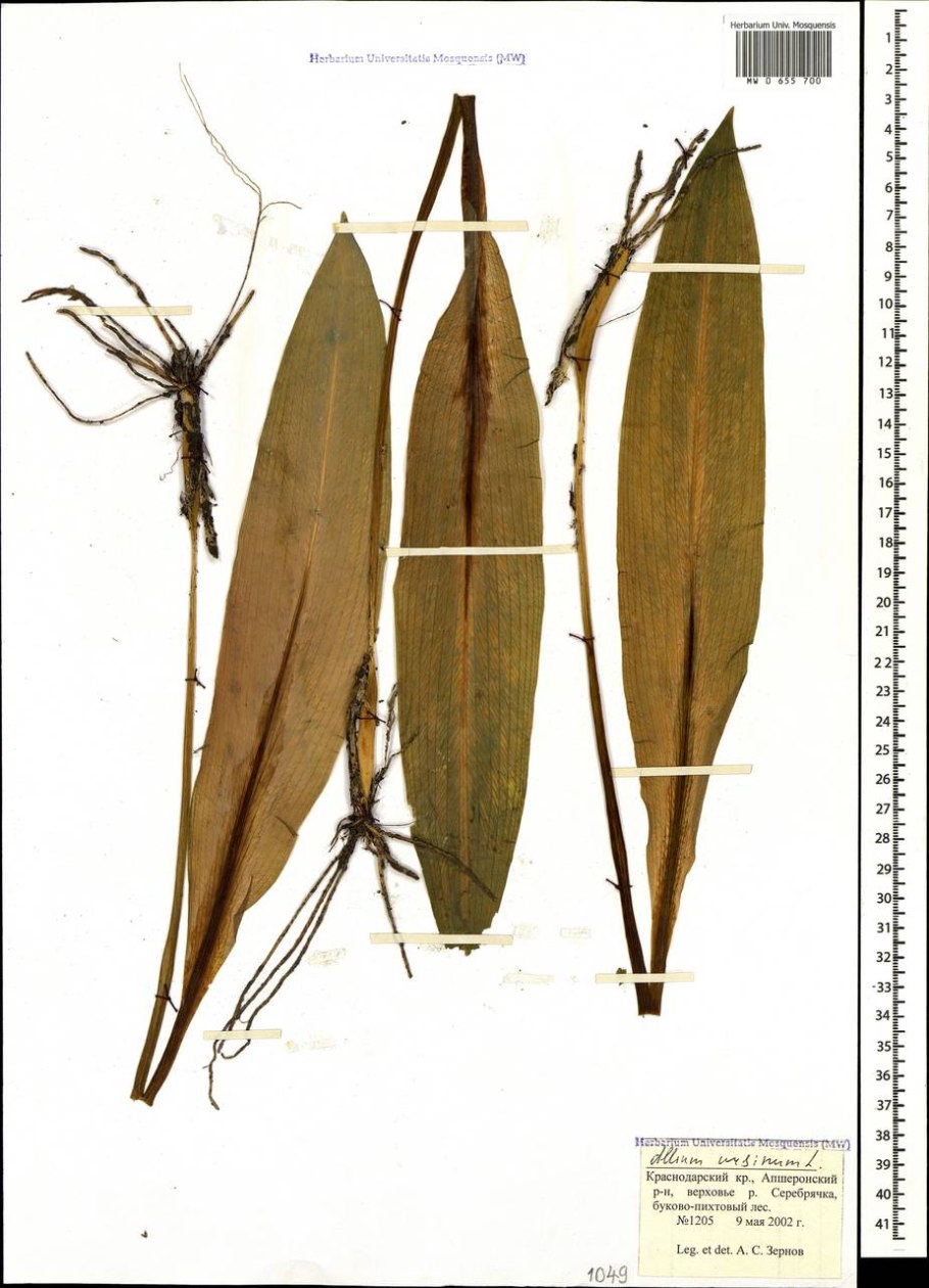 Черемша строение