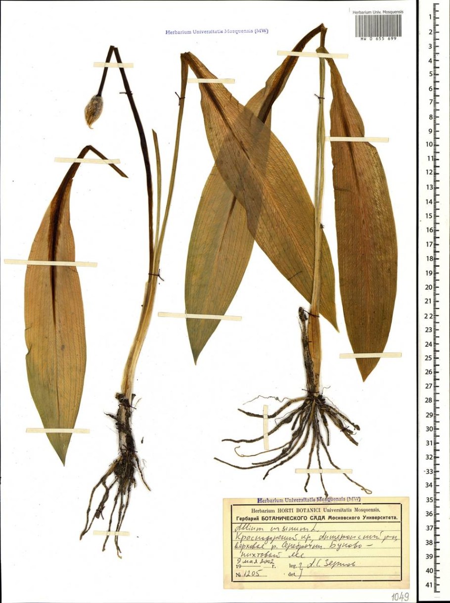 Черемша строение