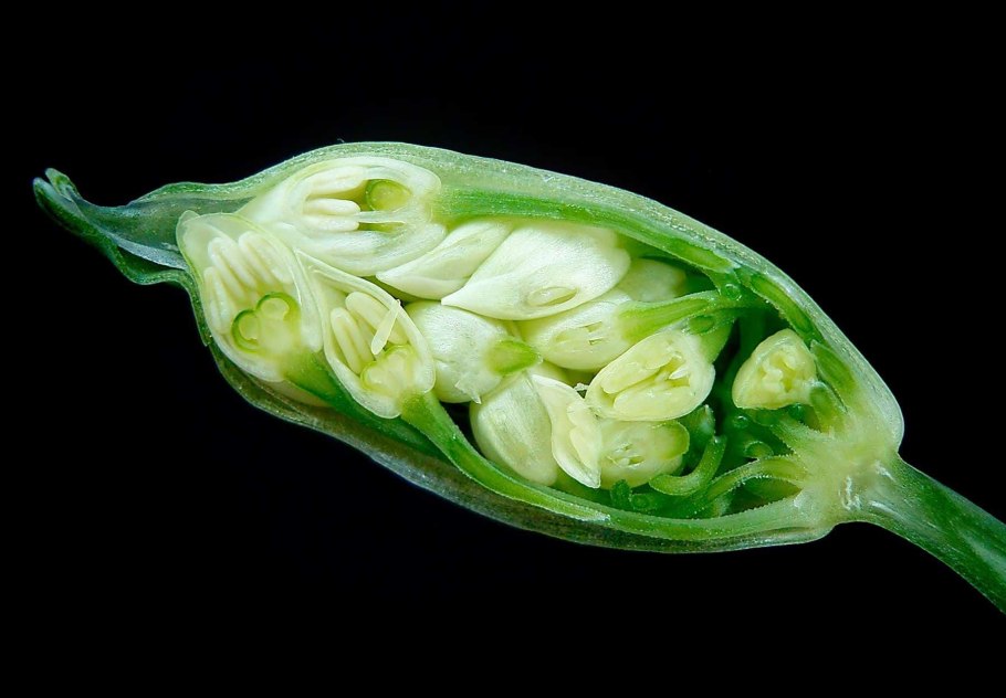 Черемша (Медвежий лук)