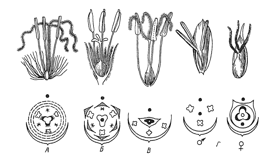 Семейство Осоковые диаграмма цветка