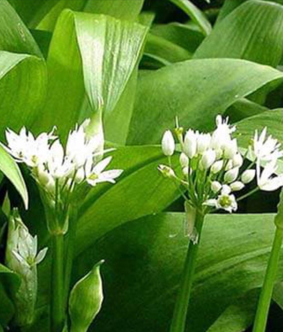 Allium ursinum черемша