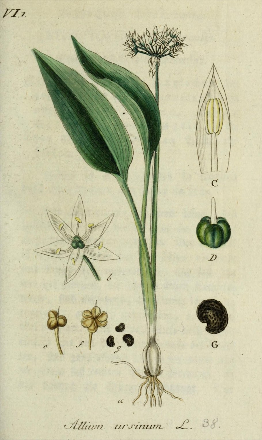 Allium ursinum гербарий