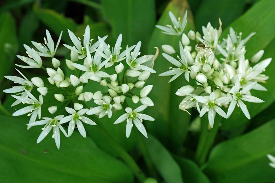 Лук Медвежий (Allium ursinum)