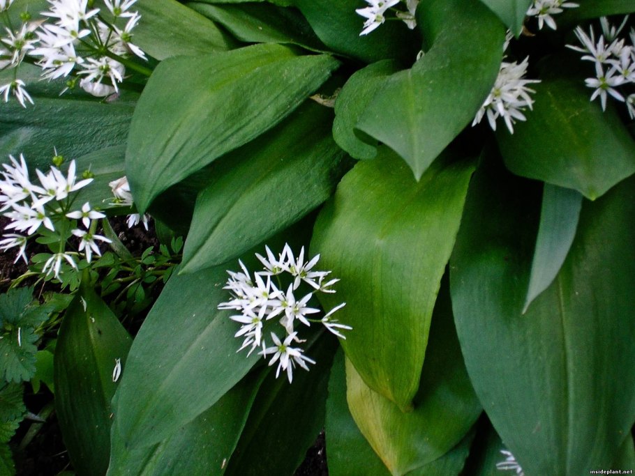 Allium ursinum черемша