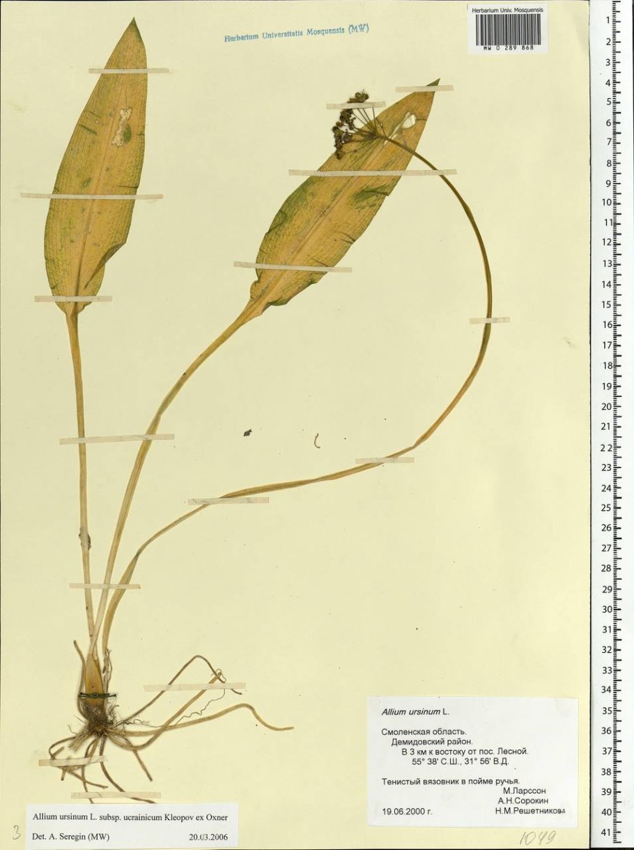 Черемша строение растения