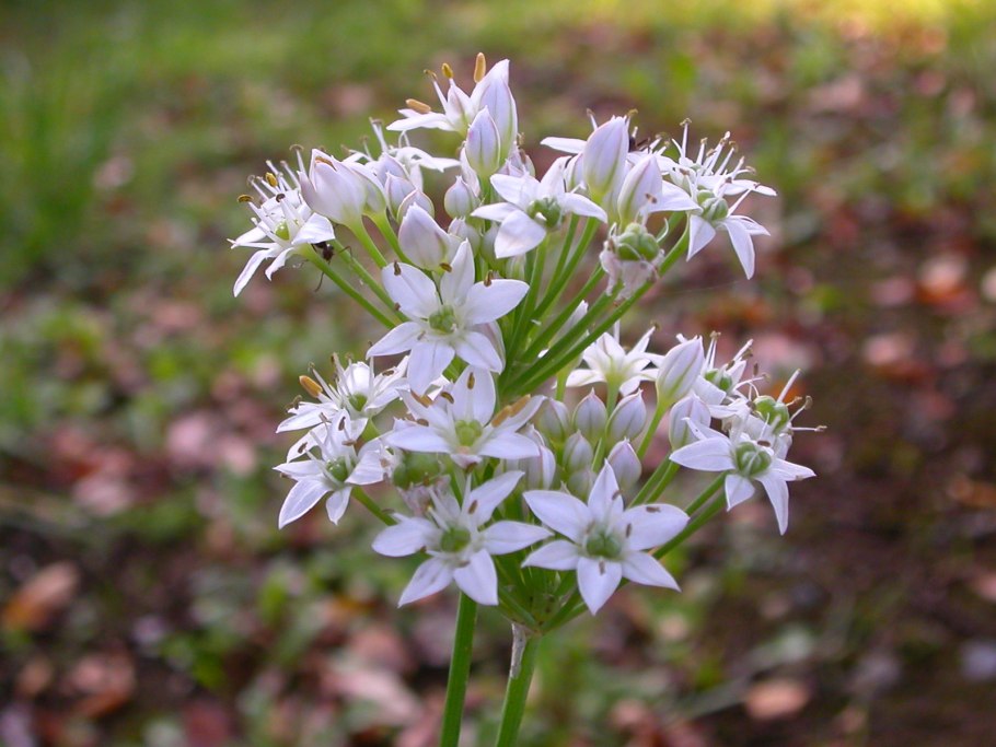 Весенняя черемша