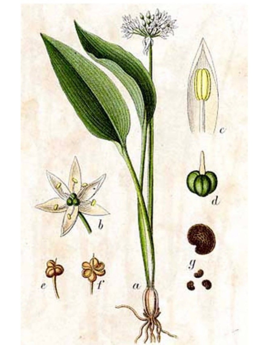 Аллиум Медвежий