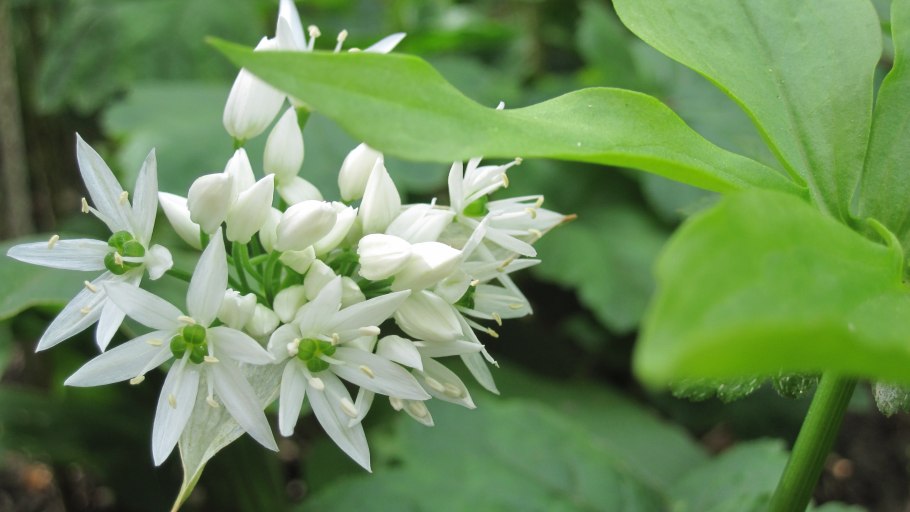 Allium ursinum черемша