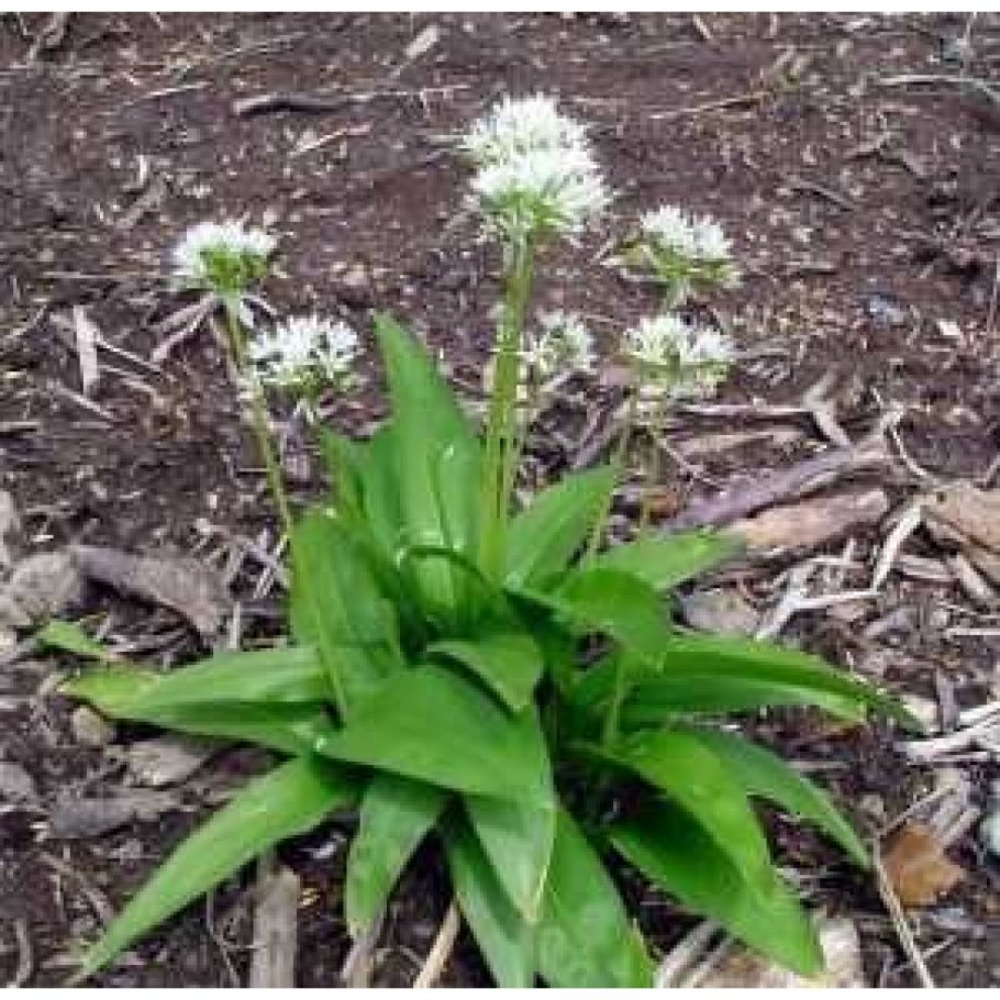 Дикий чеснок на Урале