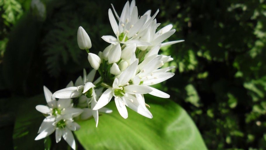Лук Медвежий (Allium ursinum)