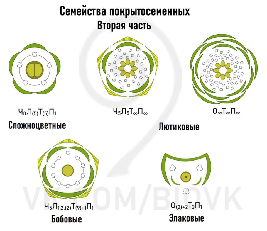 Лук Ледебура