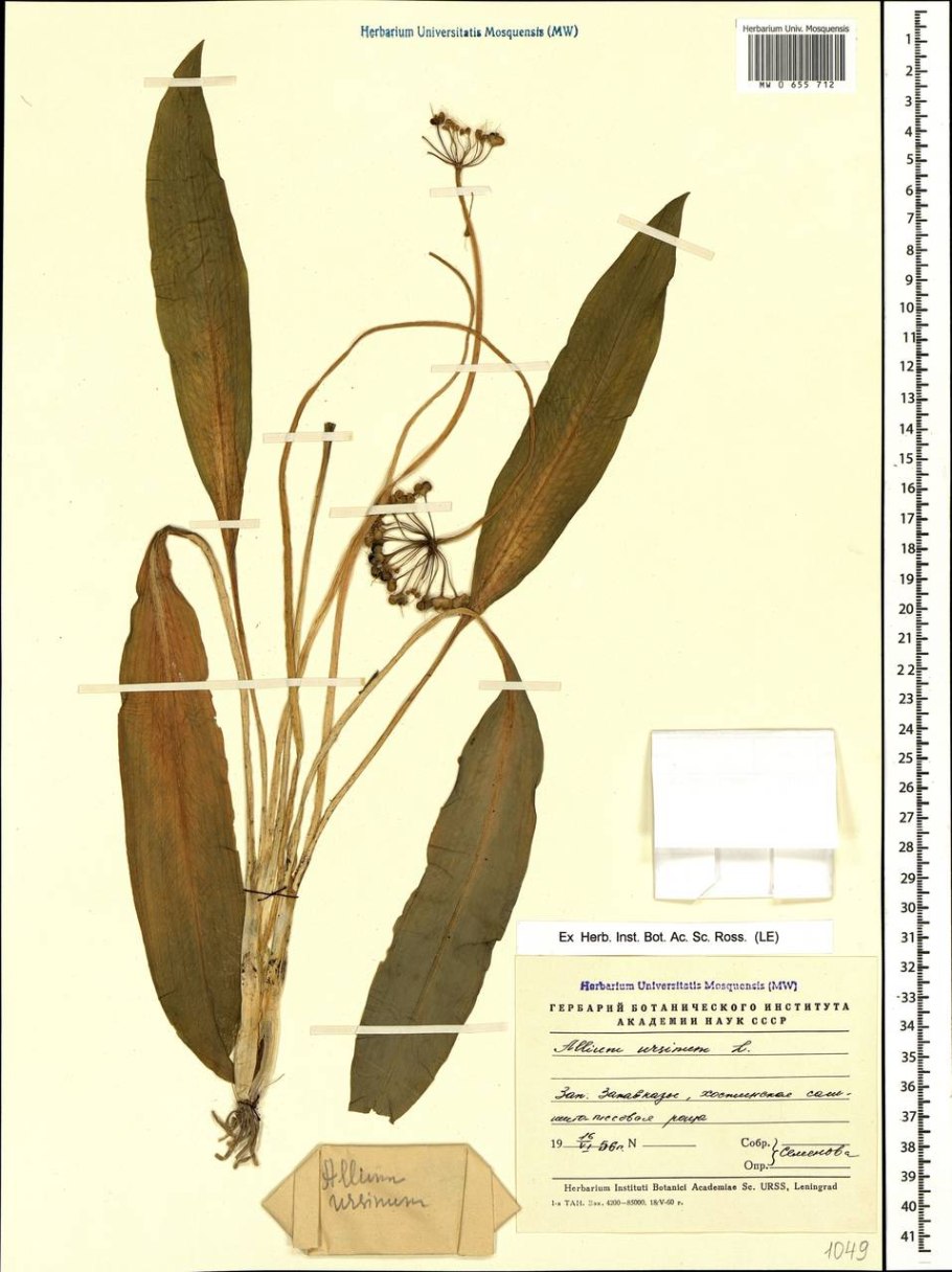 Лук душистый (Allium tuberosum)