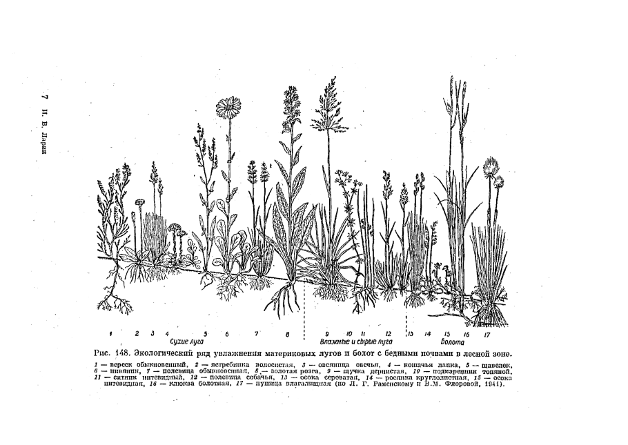 Зопник клубненосный жизненная форма по Раункиеру