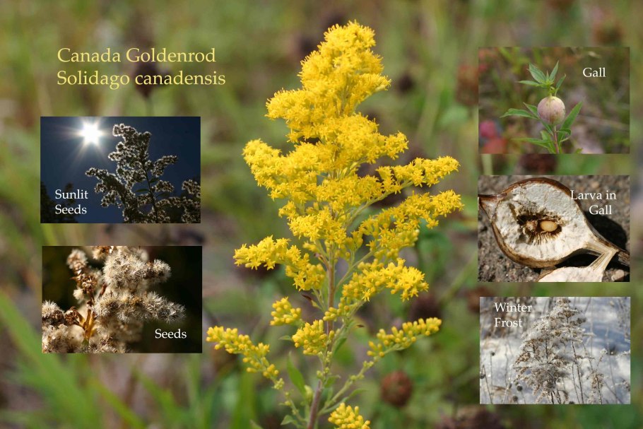 Золотарник мед