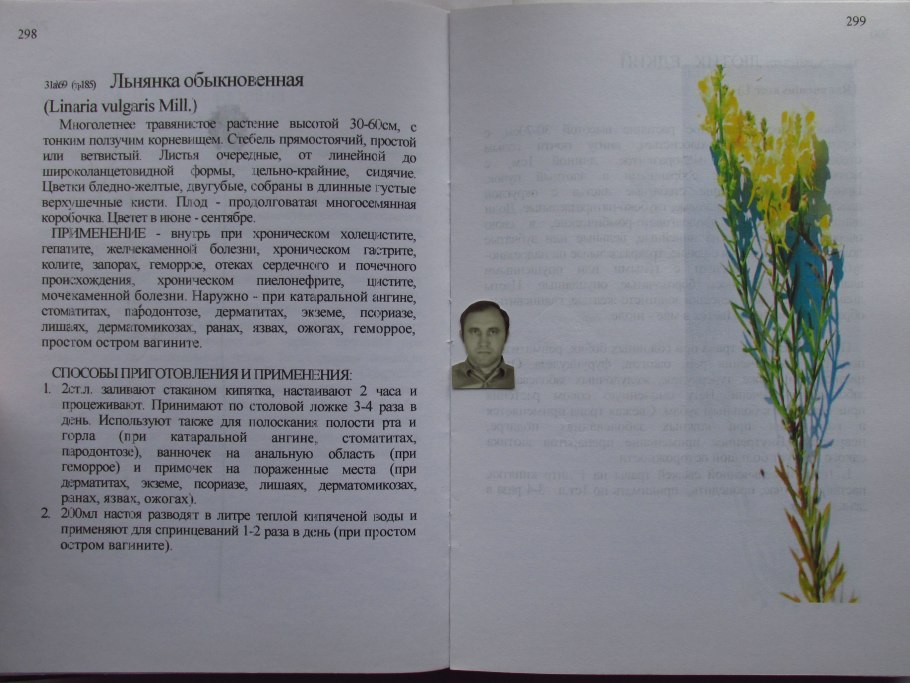 Золотая розга (золотарник)