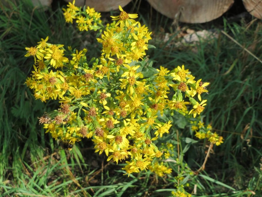 Золотарник канадский Иван чай