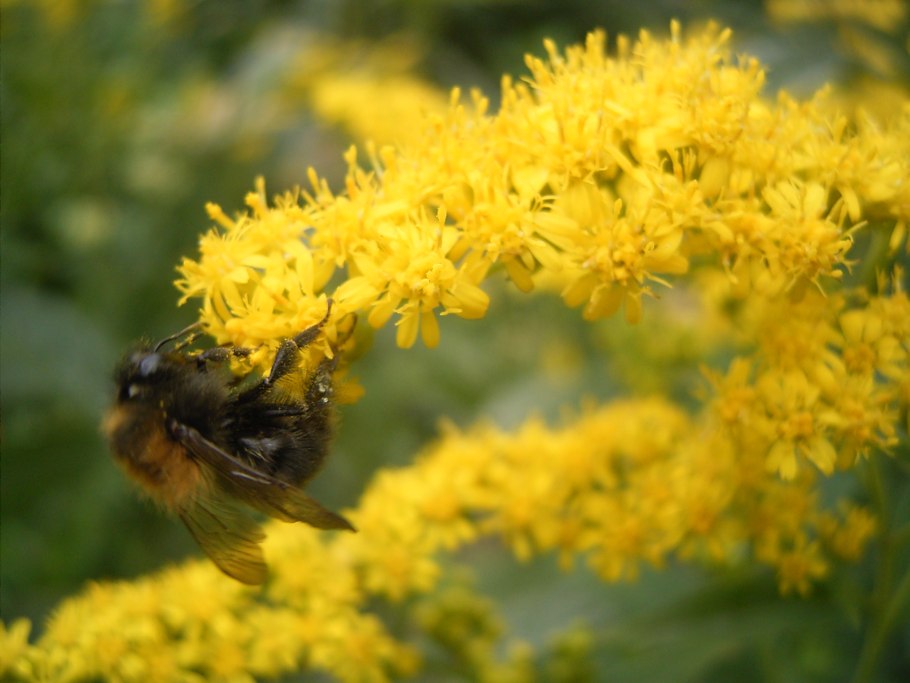 Золотарник обыкновенный после зимы стебли