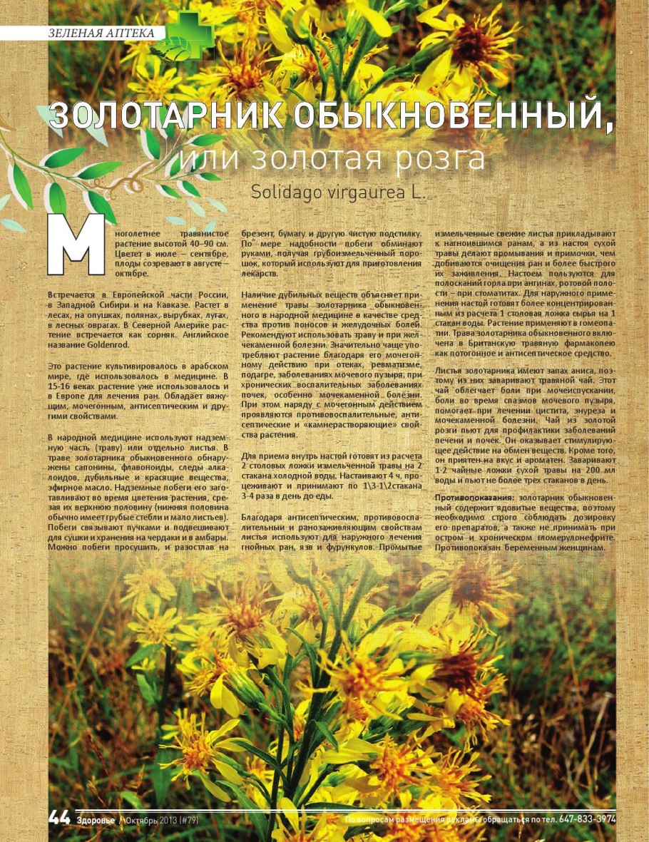 Золотарник Goldkind