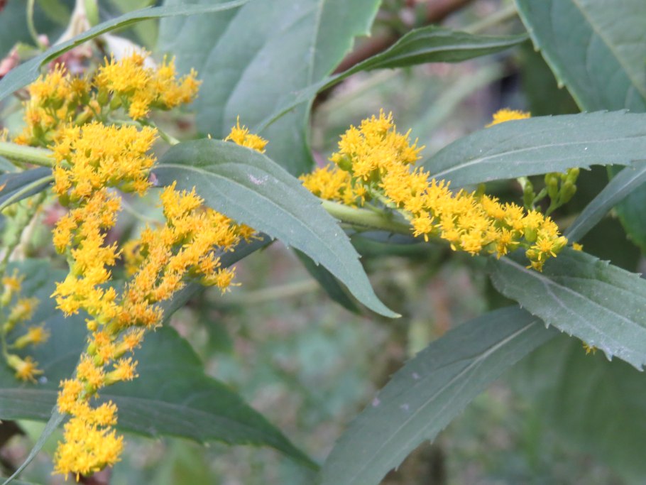 Золотарник бабочка