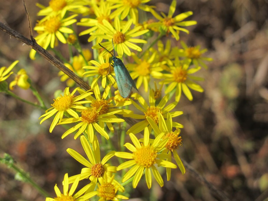 Золотарник Сахалинский