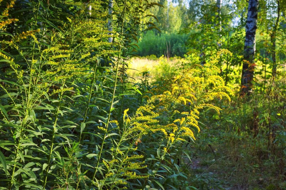 Золотарник медонос