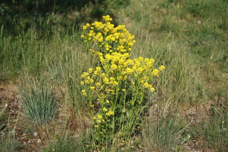 Золотарник Мимоза