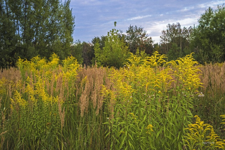 Золотарник канадский (Solidago canadensis)