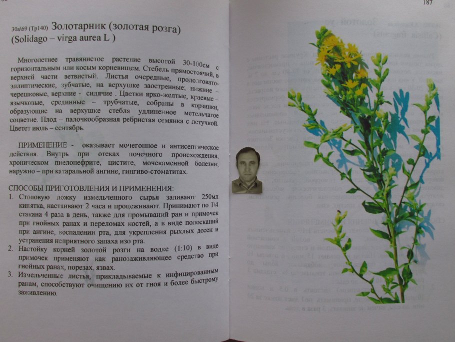 Кулисные посадки в ландшафтном дизайне схемы