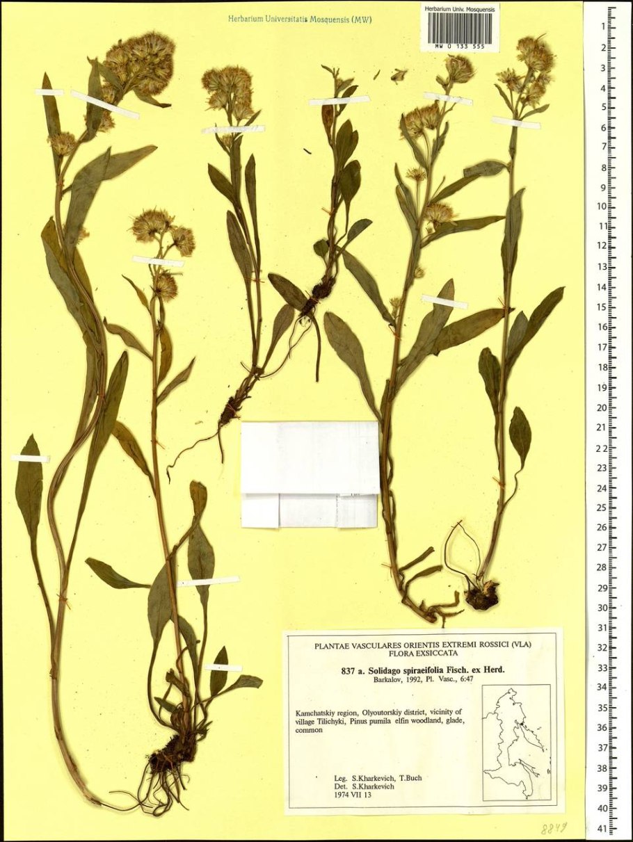 Сила природы трава золотарник обыкновенный ф/п 1,5 г №20