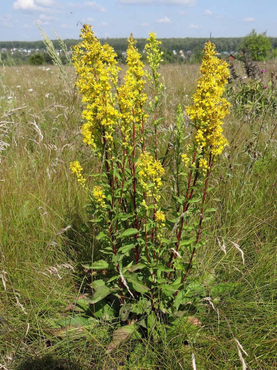 Полевые желтые цветы кисточкой Solidago