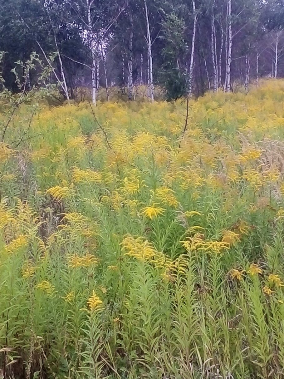 Крестоцветные растения характеристика